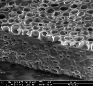 SEM of templated P3HT