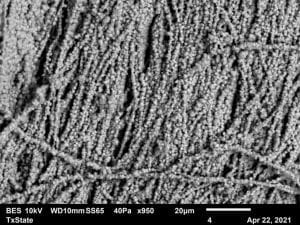 Scanning electron micrograph showing coated polmer nanofibers